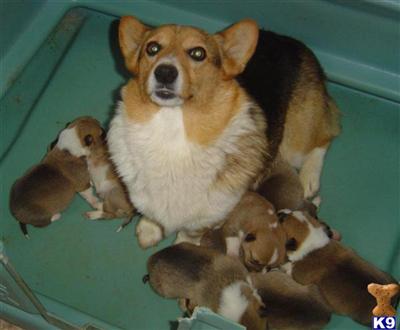 Lookout Farm - Tennessee AKC Corgis for Families